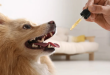 How to Give Dog Cbd Oil