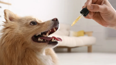 How to Give Dog Cbd Oil