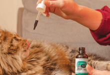 How to Give Cbd to Cats