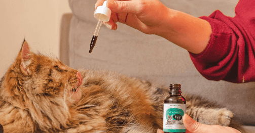 How to Give Cbd to Cats