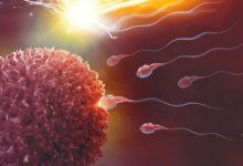 How Long Does Cbd Affect Sperm