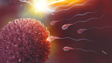 How Long Does Cbd Affect Sperm