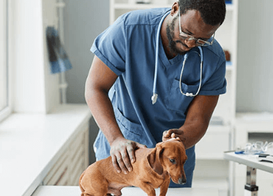 How Much Cbd Oil for Dogs With Cancer