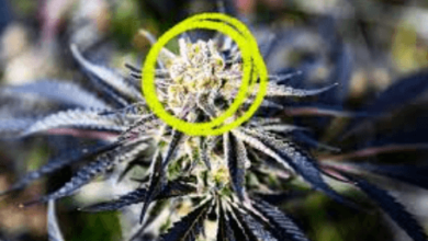 What Is the Difference Between Cbd Cbg and Cbn