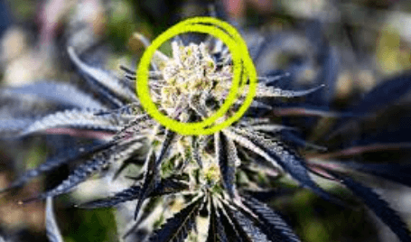 What Is the Difference Between Cbd Cbg and Cbn