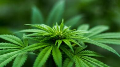 allergic reactions to cannabinoids