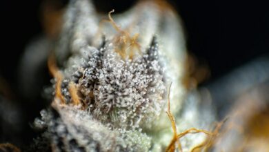 cannabinoids thc and cbd