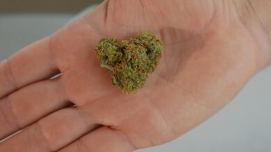 cbd and nicotine differences