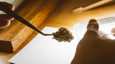 cbd drug test australia