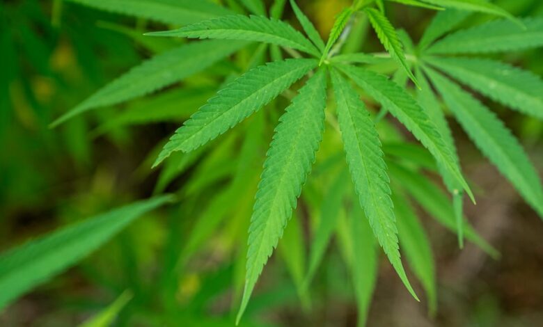 cbd legality in north carolina