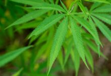 cbd legality in south carolina