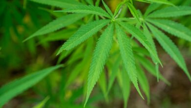 cbd legality in south carolina