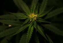 cbd odor compared to weed