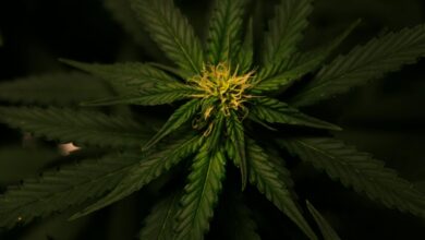 cbd odor compared to weed