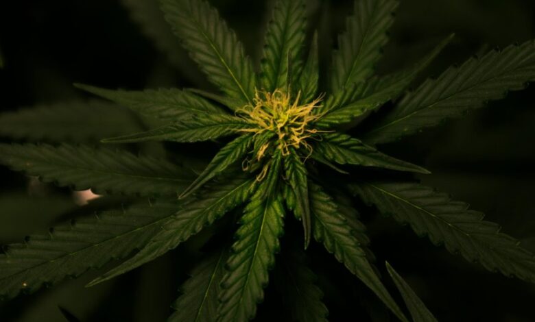cbd odor compared to weed