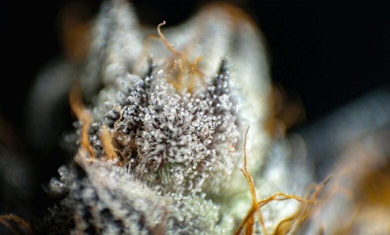 cbd versus cbn comparison