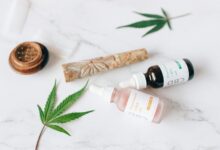 cbd yield per plant