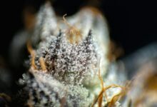 delta 8 thc product
