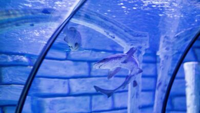 shark tank cbd gummies investment