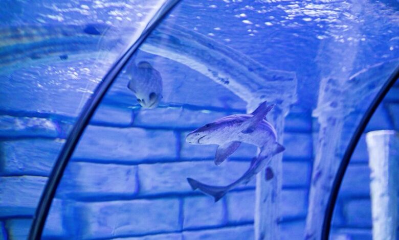shark tank cbd gummies investment