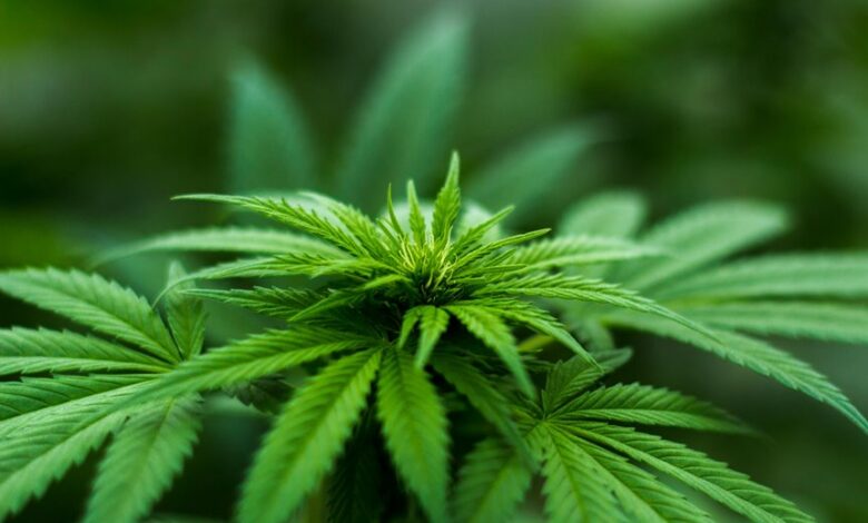 thc versus cbd comparison