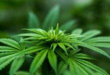 thc vs cbd comparison explained