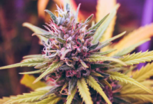 Difference Between Indica, Sativa & Hybrid Cannabis Flowers