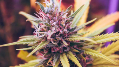 Difference Between Indica, Sativa & Hybrid Cannabis Flowers